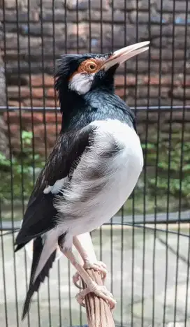 Burung Jalak suren