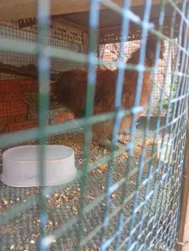 Ayam amirica sylky