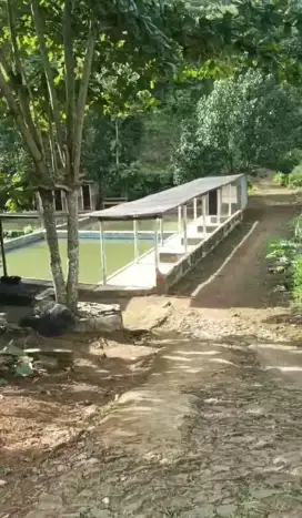 Kolam Ikan Nempel kali kecil Buat ternak ikan BU