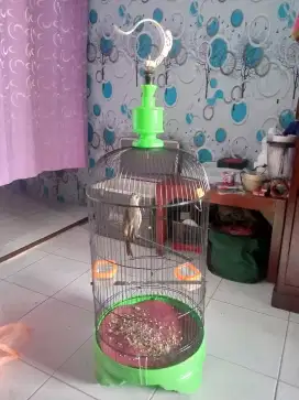 Burung trocok cetetan garuda