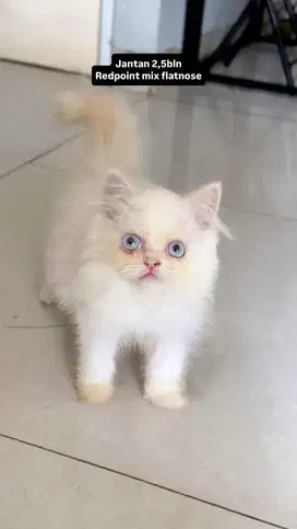 Red point mix flatnose