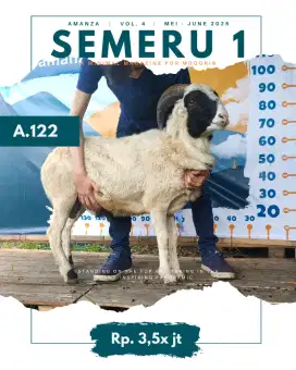 Hewan Qurban Domba type Semeru 1