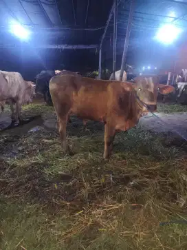 Hewan Qurban Murah