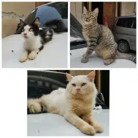 Jual BU Borongan Mix MC, Exo, Persia bgus