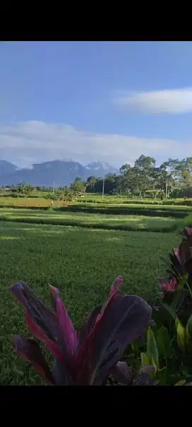 Tanah view sawah dan gunung murah di Luwus dekat joger