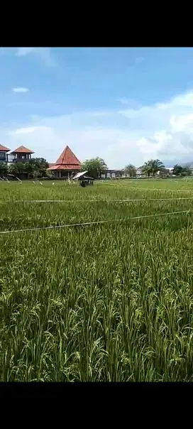 Dijual tanah Lokasi central Lovina