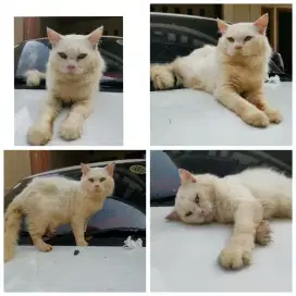Mix Mainecoon White kalem