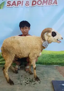 HEWAN QURBAN DOMBA DAN SAPI PROMO