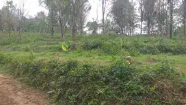 Kebun cengkeh luas murah produktif