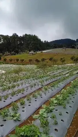 Dijual Tanah Datar 30.000 m² Cicalengka Kab. Bandung