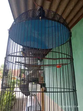 Kolibri Sogon jantan - nyerecet ngeleper- fullset murah