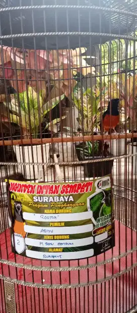 Burung muray batu medan prestasi perdana PE 18 an 3urakan