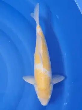 Koi Karashi Koyo 38cm