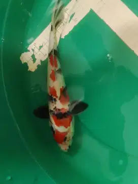 Ikan koi jenis Showa pola sakura 32cm