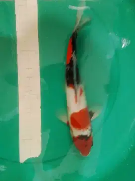 Ikan koi jenis Showa 34cm warna strong
