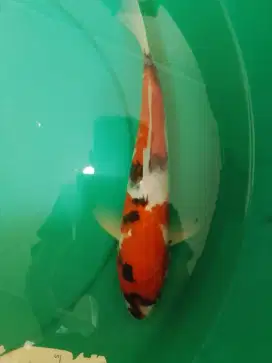 Ikan koi jenis Showa 35cm pola bagus