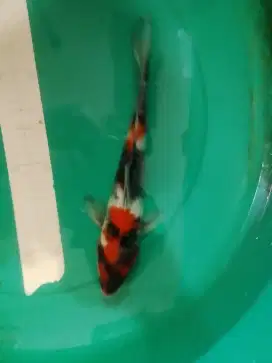 Ikan koi jenis Showa 31cm pola original bagus