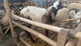 Menjual hewan qurban domba sapi