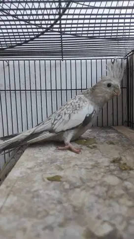 parkit australia (falk) white face betina