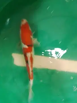 Ikan koi jenis Sanke Doitsu 30cm