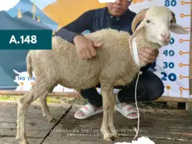 JUAL HEWAN QURBAN BERKUALITAS