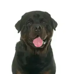 Dibutuhkan kennel boy, menginap
