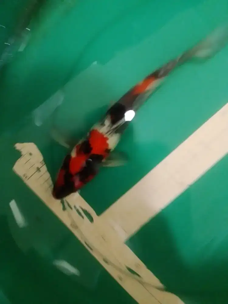 Ikan koi jenis Showa pola bagus 30cm