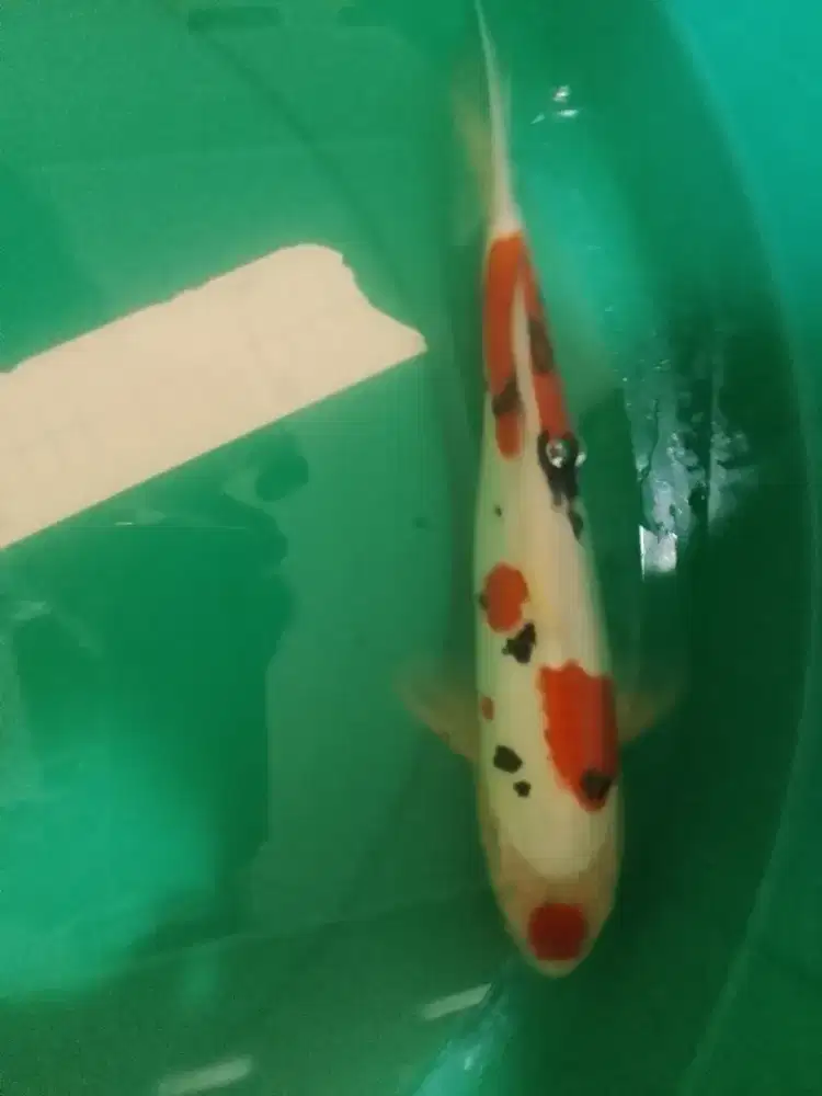 Ikan koi jenis Sanke Doitsu 30cm