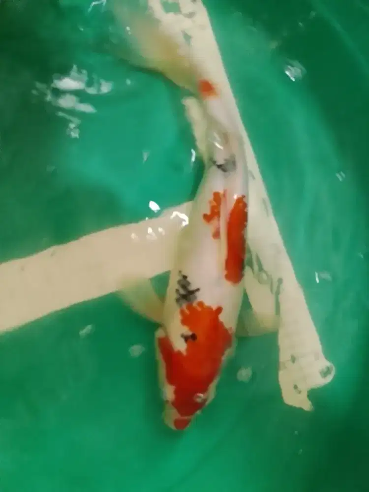 Ikan koi jenis Sanke 36cm pola Kucibeni