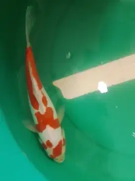 Ikan koi jenis Kohaku Doitsu 30cm