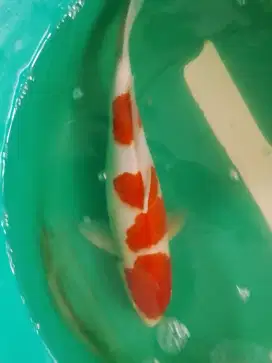 Ikan koi jenis Kohaku 36cm pola original