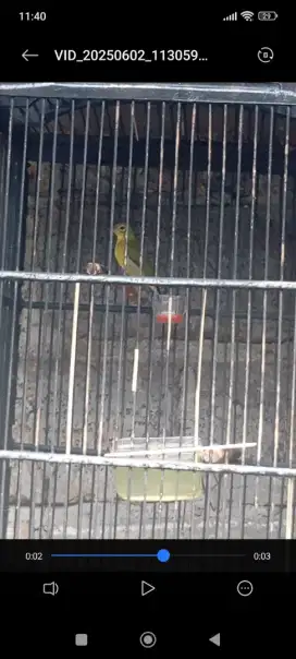 Dijual kolibri kelapa (korlap), kondisi sehat, belum bunyi