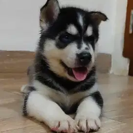 Anak Anjing Husky Siberian 2 bulan