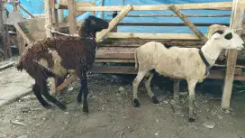 Jual hewan qurban domba bandung