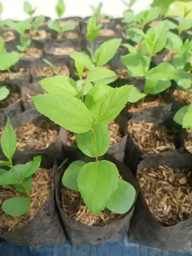 Jual Tanaman Bidara Arab