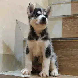 Anak anjing husky Siberian usia 2 bulan