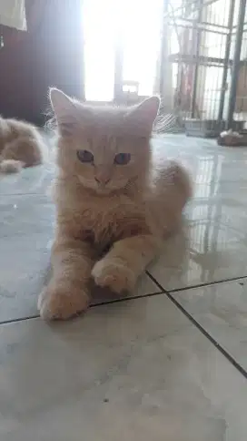 Open adopt anak kucing persia 3 bln.