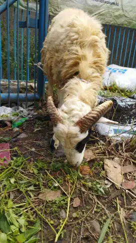 Domba jantan untuk qurban