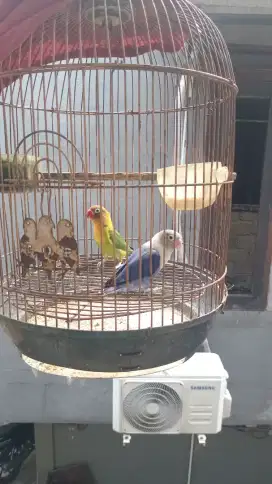 Lovebird bonus parkit