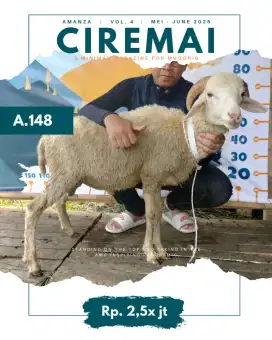 JUAL DOMBA QURBAN SIAP SEMBELIH - BANDUNG