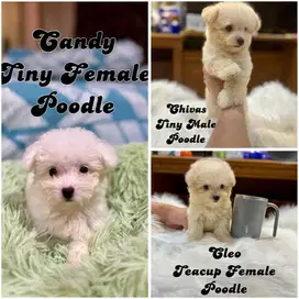 Di jual puppies poodle teacup dan super tiny