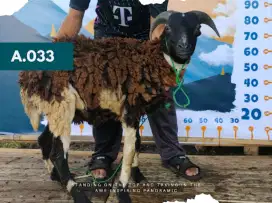 JUAL HEWAN QURBAN BERKUALITAS