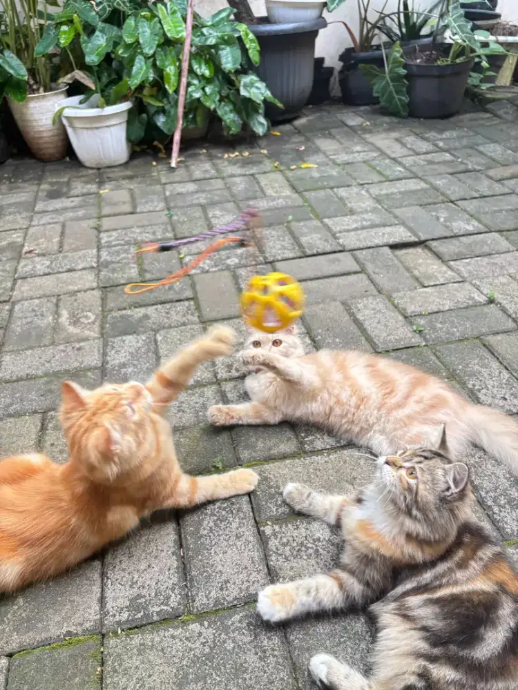 Jasa Penitipan Kucing