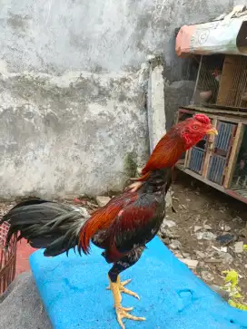 ayam birma x mangon