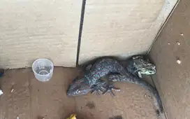 Beli tokek rumah (gecko) panjang 15-20cm