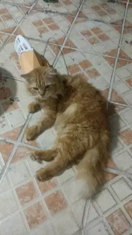 Persia anggora bigbone