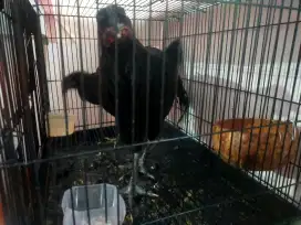 Sepasang ayam black sumatera