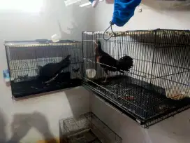 Sepasang ayam hutan hijau