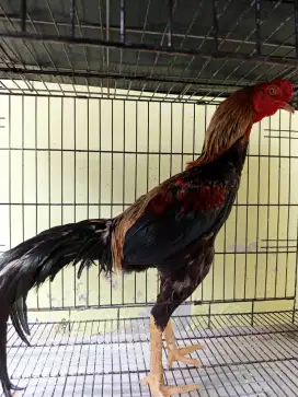 Ayam Bangkok Muda