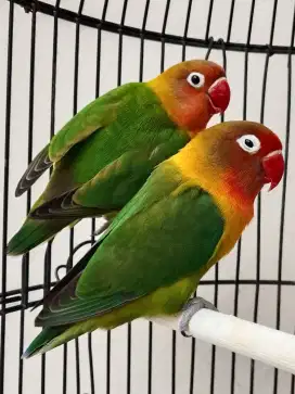 Burung lovebird sepasang jodohan mapan mesra